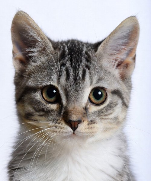 Biyometrik Fotoğraf