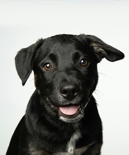 Biyometrik Fotoğraf