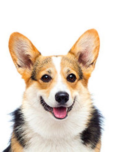 Biyometrik Fotoğraf