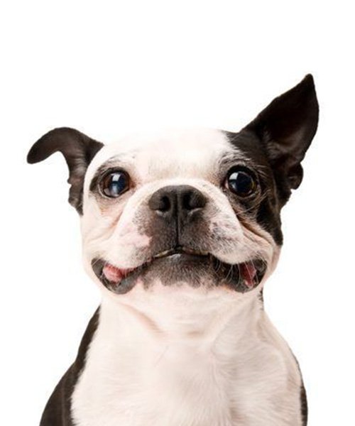 Biyometrik Fotoğraf