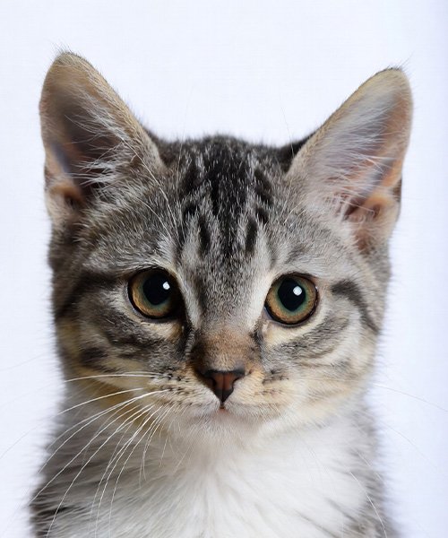 Biyometrik Fotoğraf