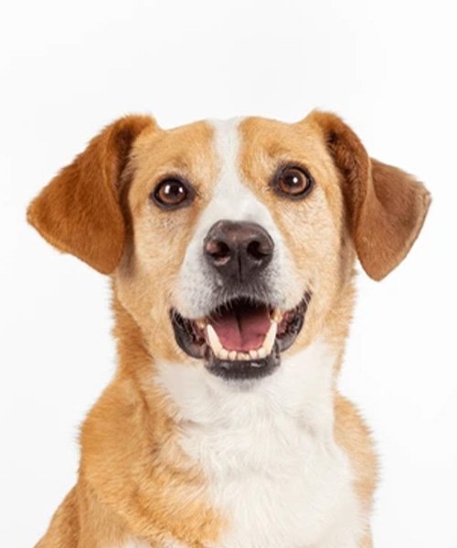 Biyometrik Fotoğraf