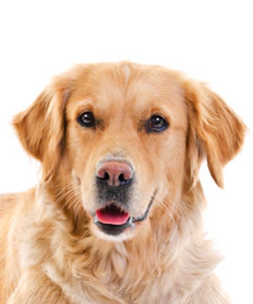 Biyometrik Fotoğraf