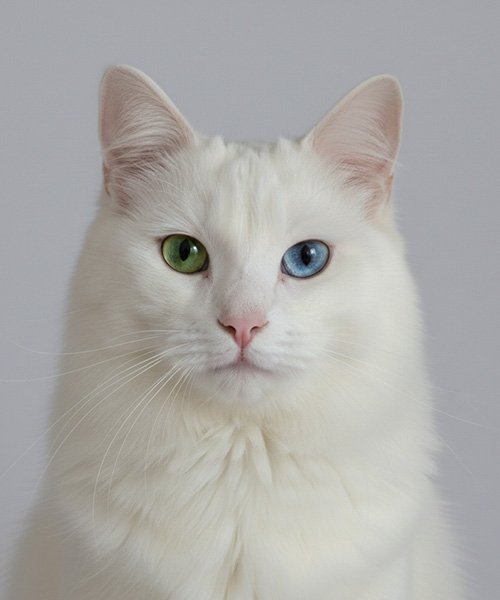 Biyometrik Fotoğraf