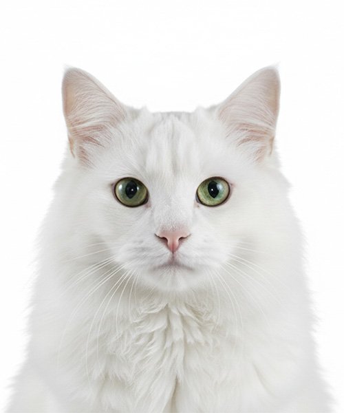 Biyometrik Fotoğraf