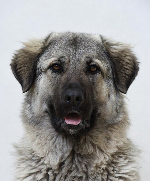 Biyometrik Fotoğraf