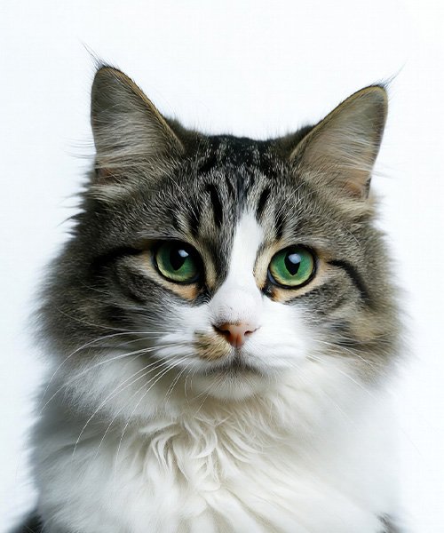 Biyometrik Fotoğraf